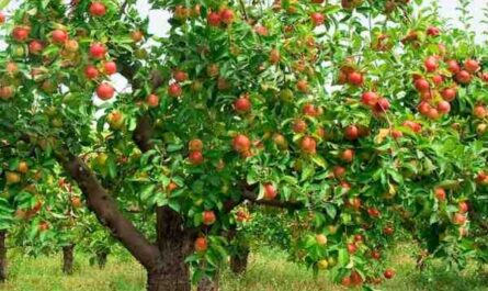 Cultivo de manzanas: Plan de negocio rentable para la producción de manzanas