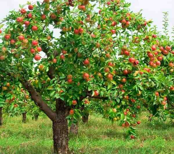 Cultivo de manzanas: Plan de negocio rentable para la producción de manzanas