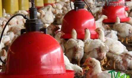 Avicultura de pollos de engorde: Guía para iniciar negocios de cría de pollos de carne