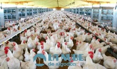 Avicultura para principiantes: guía para iniciar una granja avícola