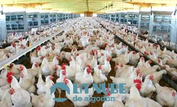 Avicultura para principiantes: guía para iniciar una granja avícola