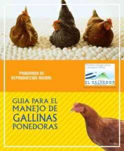 Avicultura ponedora: Guía comercial comercial para principiantes