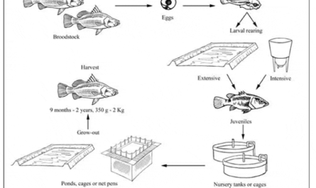 Cultivo de pescado de Barramundi: Plan de inicio de negocios para principiantes