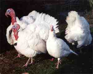 Beltsville Small White Turkey: características, usos y origen