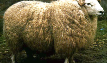 Brecknock Hill Cheviot Sheep: características, usos e información de la raza