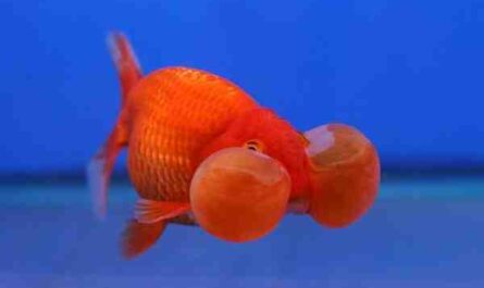 Bubble Eye Goldfish: características, dieta, cría y usos