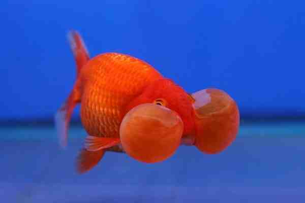 Bubble Eye Goldfish: características, dieta, cría y usos