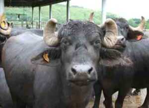 Cultivo de búfalos: Plan rentable de inicio de negocios para principiantes