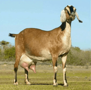 Cabra Anglo Nubia: Características, Alimentación, Crianza y Cuidados