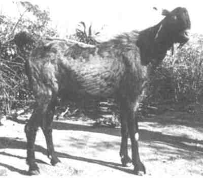 Cabra de Gohilwadi: características e información agrícola