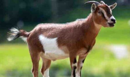 Cabra pigmea africana: características y algunos hechos importantes