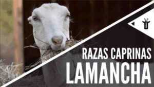 Cabras Lamancha: Características, Alimentación, Cría