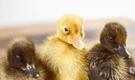 Cuidar patos bebé: Cómo cuidar a los patitos