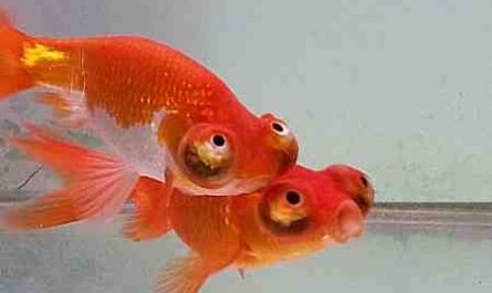 Celestial Eye Goldfish: características, dieta, reproducción y usos