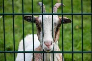 Cercado de cabras: todo lo que necesita saber sobre cercas de cabras