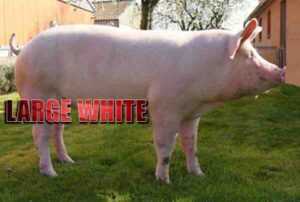 Cerdo blanco grande: características, origen e información de la raza