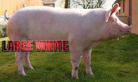 Cerdo blanco grande: características, origen e información de la raza