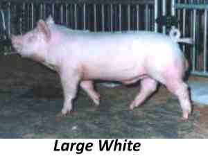 Cerdo blanco medio: características e información de la raza