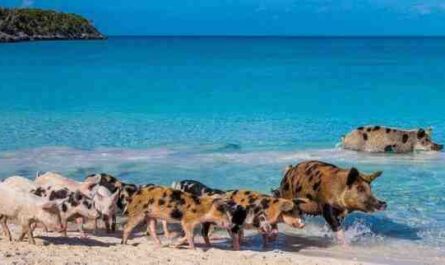 Cerdo de la isla de Ossabaw: características, origen e información de la raza