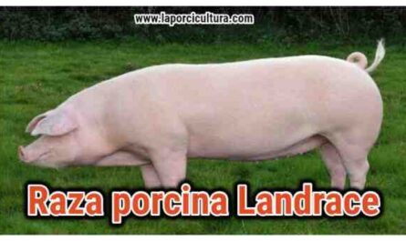 Cerdo Landrace italiano: características e información de la raza