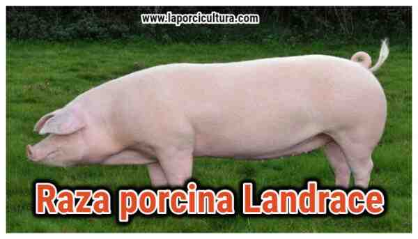 Cerdo Landrace sueco: características, origen e información de la raza