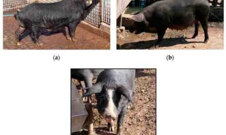 Cerdo Nero Siciliano: características, origen e información de la raza