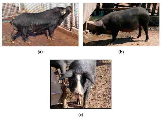 Cerdo Nero Siciliano: características, origen e información de la raza