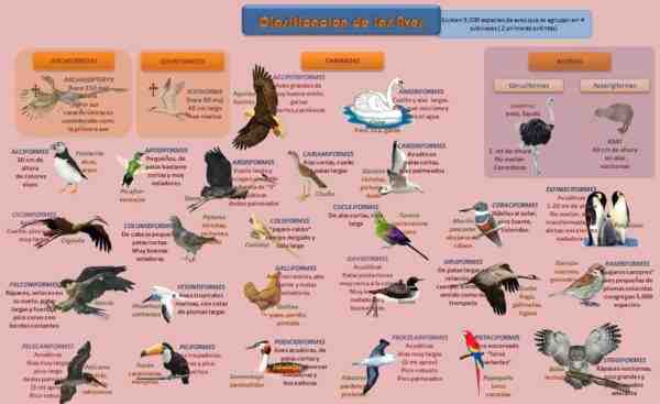 Clasificación de aves de corral: clase, raza, variedad y cepa de pollo