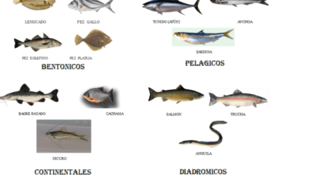 Clasificación de peces: clasificación científica de peces