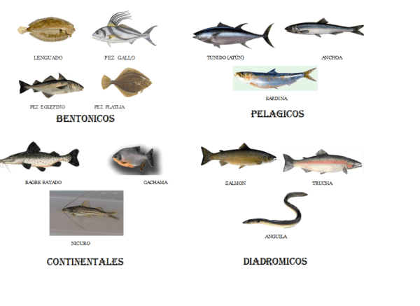 Clasificación de peces: clasificación científica de peces