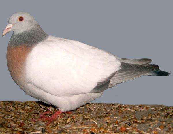 Coburg Lark Pigeon: características, usos e información de la raza