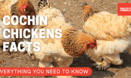 Cría de pollo Cochin: Plan de inicio de negocios para principiantes