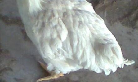 Cólera de pollo: cómo controlar enfermedades y salvar a las aves de corral