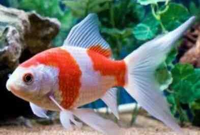 Cometa Goldfish: características, dieta, reproducción y usos