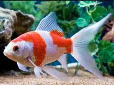 Cometa Goldfish: características, dieta, reproducción y usos
