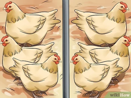 Cómo agregar pollos nuevos a una parvada existente