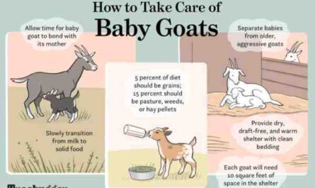Cómo cuidar cabras: guía completa de cuidado de cabras para principiantes