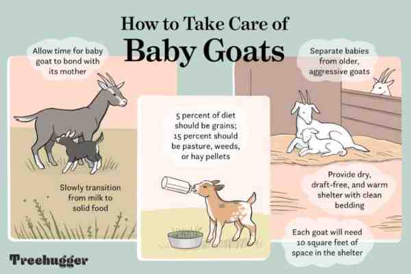 Cómo cuidar cabras: guía completa de cuidado de cabras para principiantes