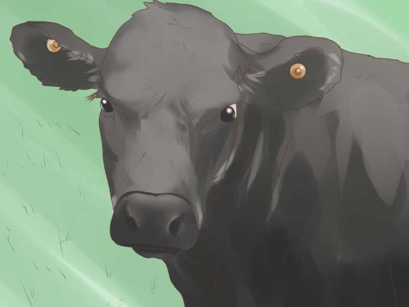 Cómo etiquetar ganado: Guía para principiantes sobre cómo aplicar etiquetas para ganado
