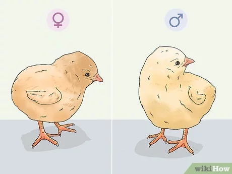 Cómo identificar pollos: guía para principiantes para identificar pollos
