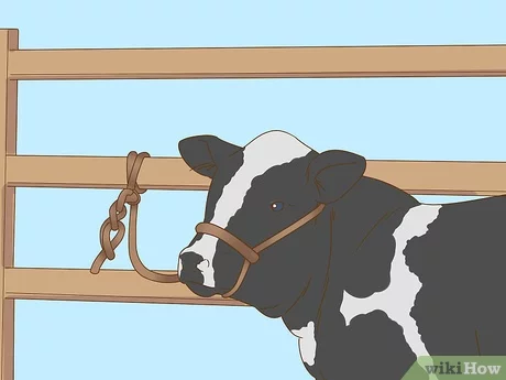 Cómo ordeñar una cabra a mano: guía de ordeño manual para principiantes