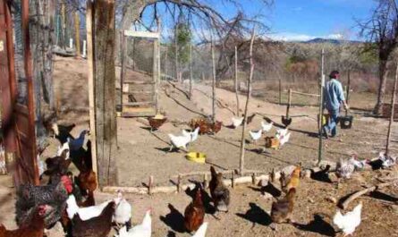 Condiciones para las gallinas ponedoras: condiciones ideales para una buena producción de huevos