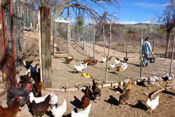 Condiciones para las gallinas ponedoras: condiciones ideales para una buena producción de huevos