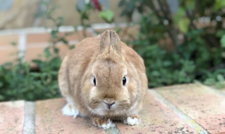 Conejo enano holandés: características, usos e información de raza completa