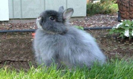 Conejo lanudo de Jersey: características, usos e información de raza completa