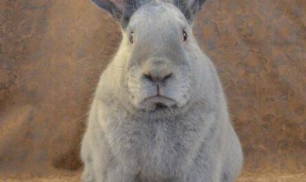 Conejo lila: características, origen, usos e información de raza completa