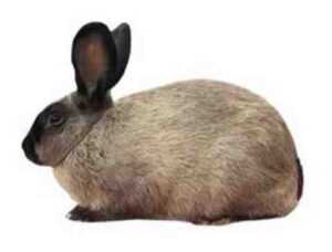 Conejo sable americano: características, usos e información de raza completa