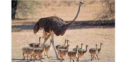 Cría de avestruces: plan de inicio de negocios para principiantes