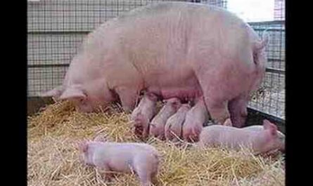Cría de cerdos: Guía comercial comercial para principiantes