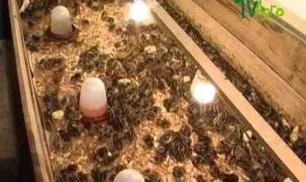 Cría de codornices para obtener huevos: cómo criar codornices para obtener huevos frescos